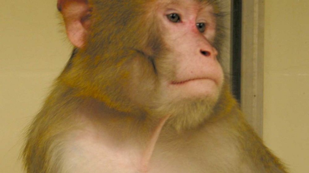 A macaque looking to the side
