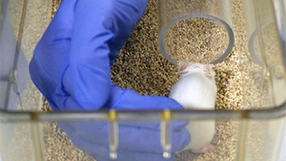A white mouse being handled into a tube