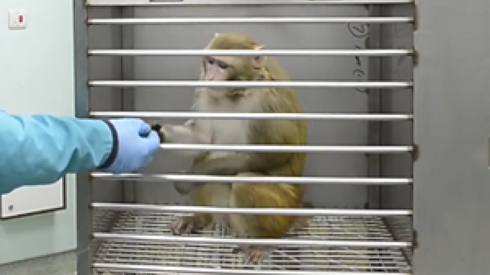 A macaque in a transport box