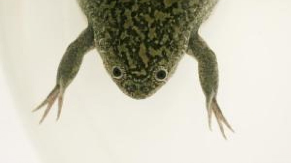A shot from above of a toad