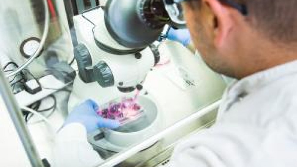 A laboratory technician working with a microscope
