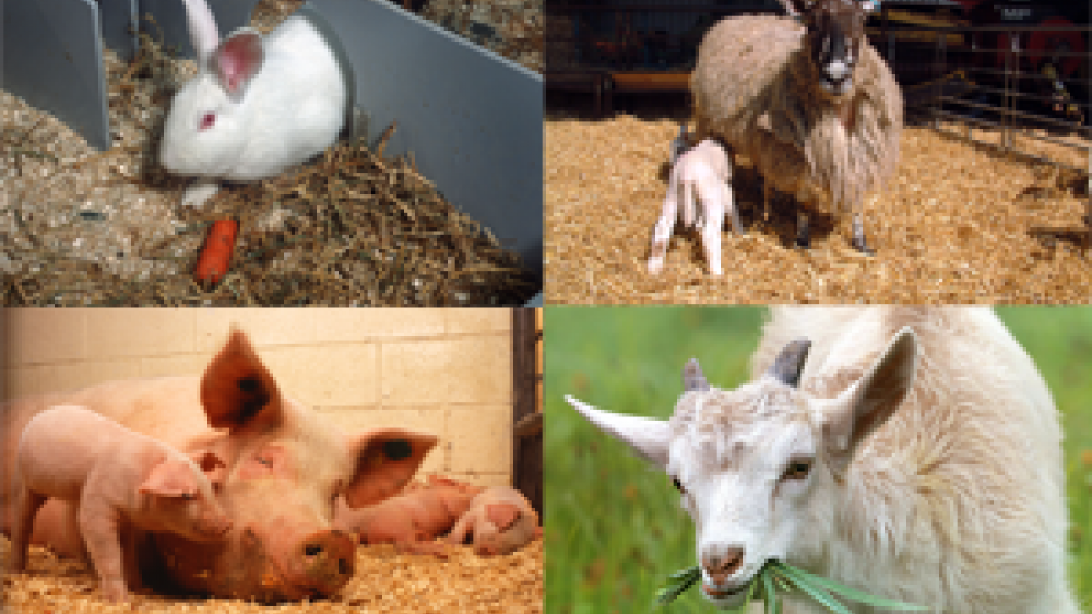 Four split screens of animals. Top left is a rabbit, top right a sheep, bottom left a pig and bottom right a goat