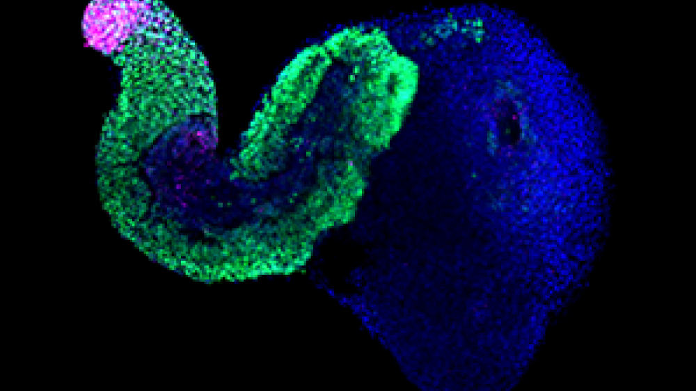 A 3D embryonic stem cell