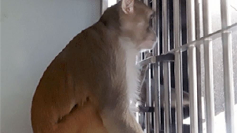 A side shot of a macaque in it's home cage