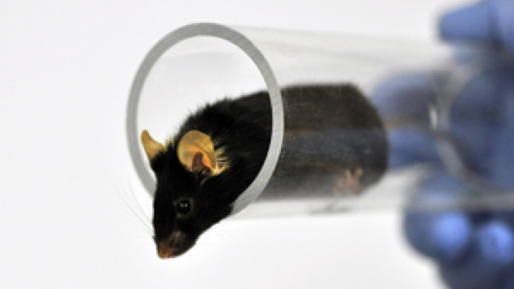 A brown mouse in a tube 