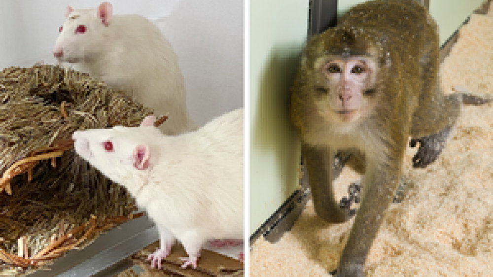 A split screen of two white mice on the left and a macaque on the right