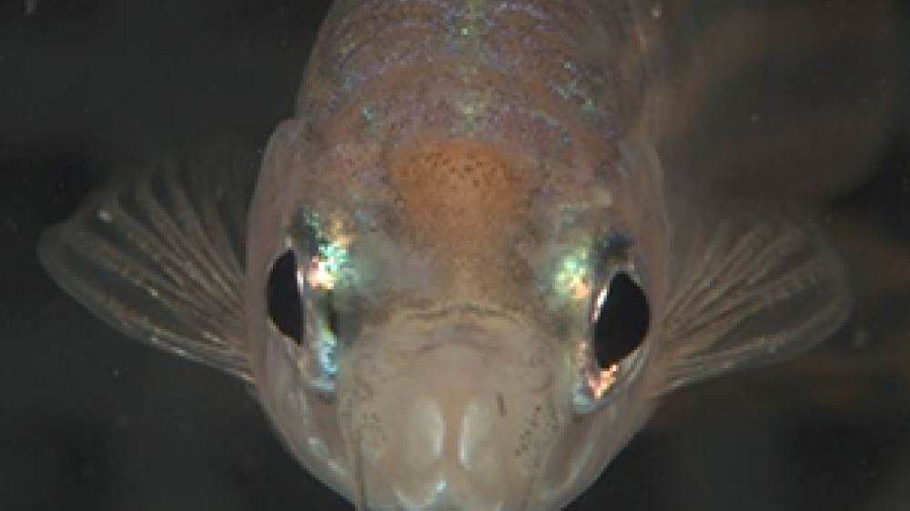 Headshot of a zebrafish