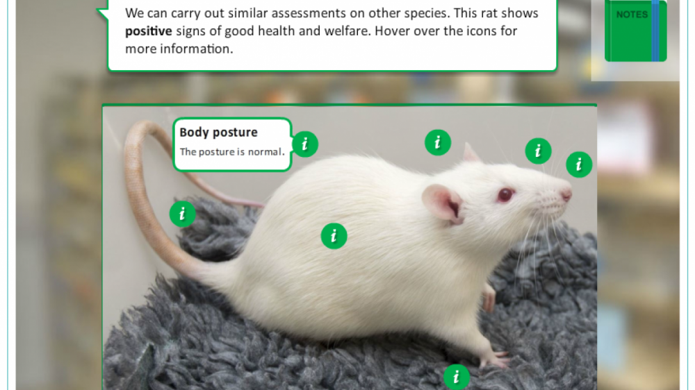  A screenshot of the recognition and prevention of pain, suffering and distress in laboratory animals. It show a rat with the message body posture and markers