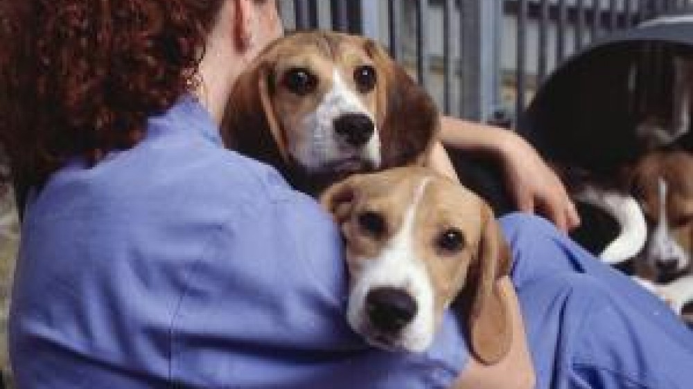 Beagles in safety testing of pharmaceuticals