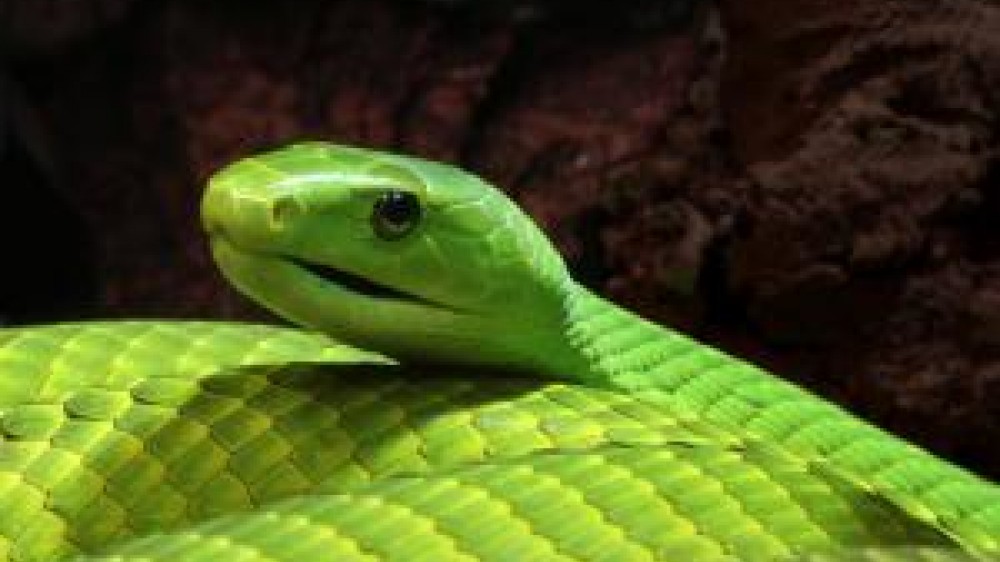 A close up shot of a Eastern Green mamba snake