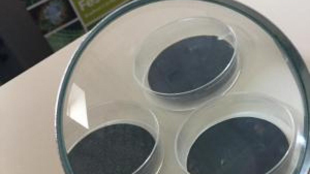 Three petri dishes with a black substance in them