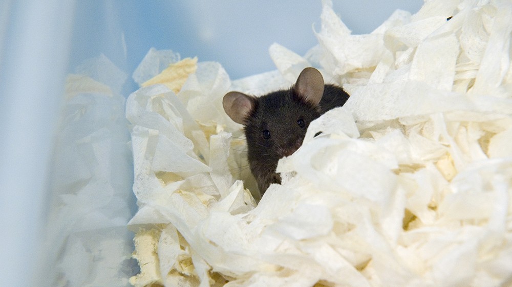 Black laboratory mouse in its nest surrounded by bedding, you can see the mouses upper head, ears and nose