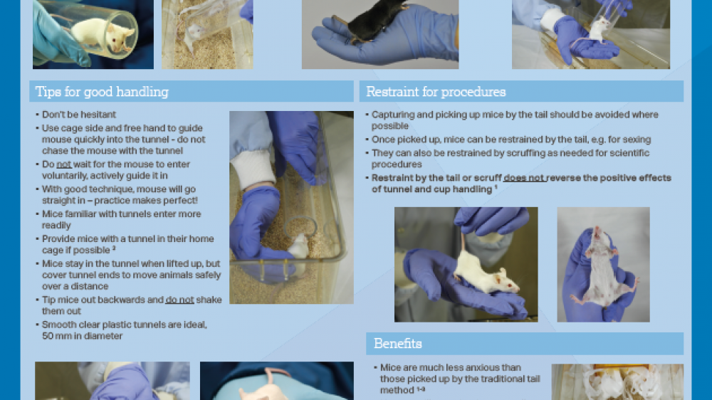 Screenshot of the NC3Rs Mouse Handling poster which outlines guidance on non-aversive handling techniques for the laboratory mouse