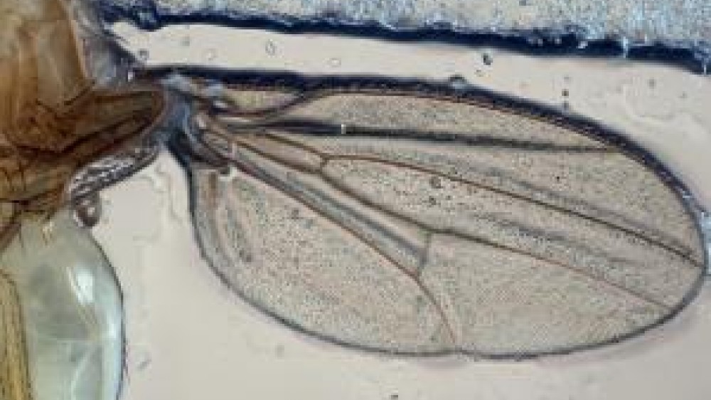A close up shot of the wing of a fruit fly
