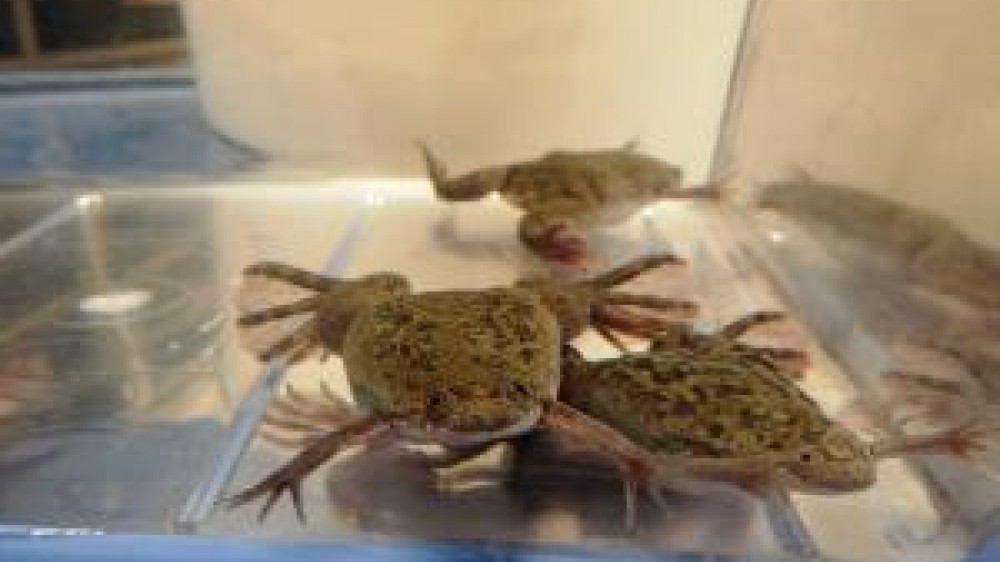Three frogs on top a container