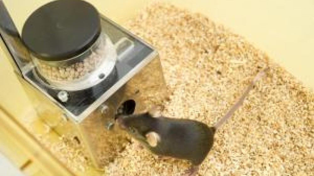 A mouse getting food from a feeding device