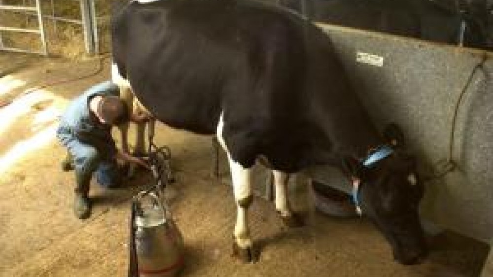 A cow is getting tested for pesticide residues