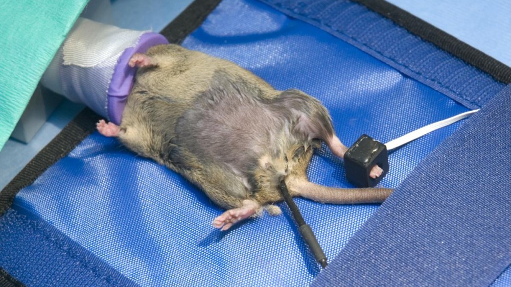 A brown mouse under anaesthetic.