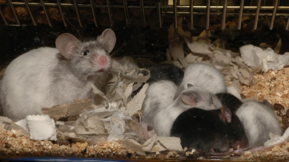 A white and grey mother mouse with pups of varying shades from white to black in their home cage