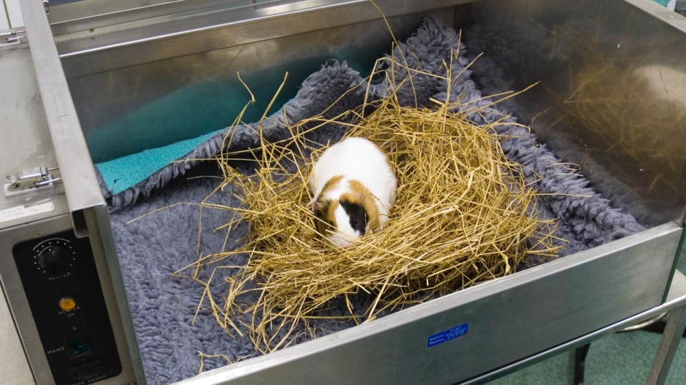 A guinea pig recovering from anaesthesia in a nest of hay on top of a towel in a warming chamber.