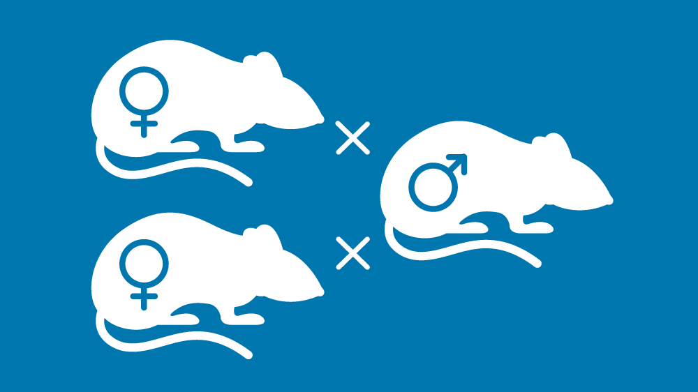 White icons of three mice on a blue background. Two female mice on the left hand side are each crossed with the same male mouse on the right side, indicating how different mice can be paired for optimised breeding.
