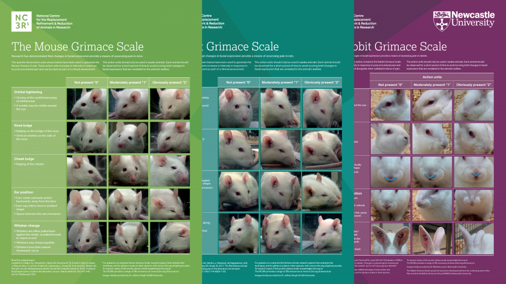 The mouse, rat and rabbit grimace scale posters layered over each other.