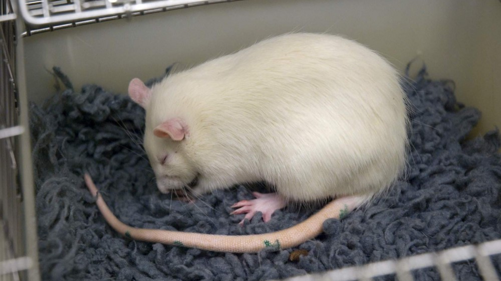 A white rat curled up in its cage.