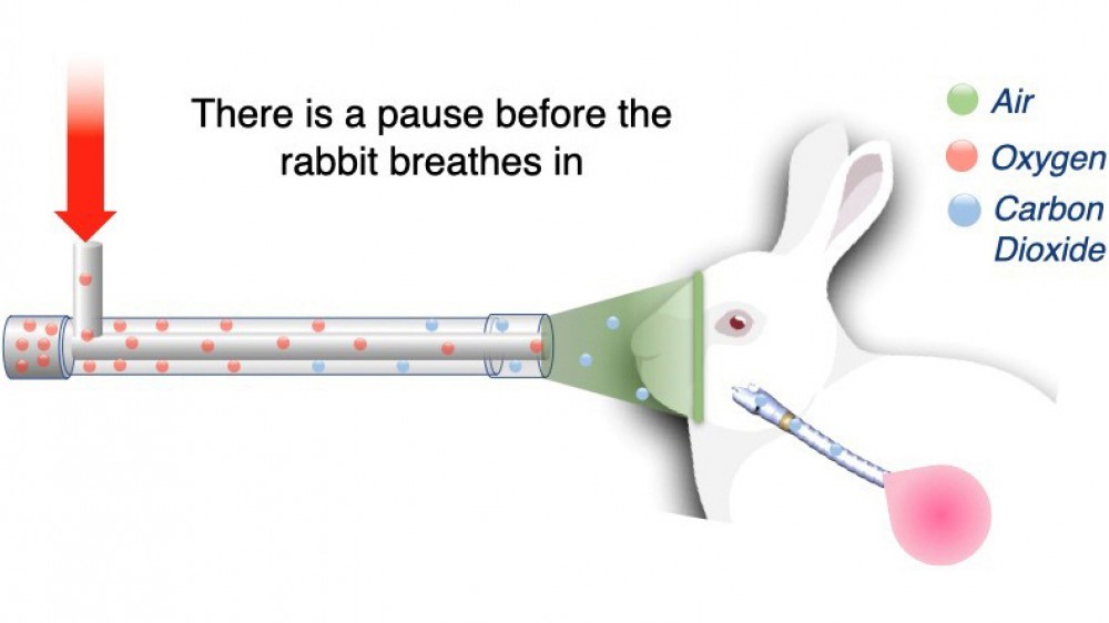 A diagram of a rabbit breathing apparatus for anaesthesia, demonstrating the flow of air, oxygen and carbon dioxide.