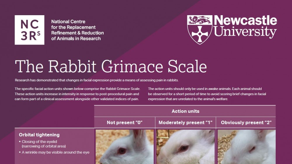 Screenshot of the top third of the rabbit grimace scale poster showing the orbital tightening facial action units