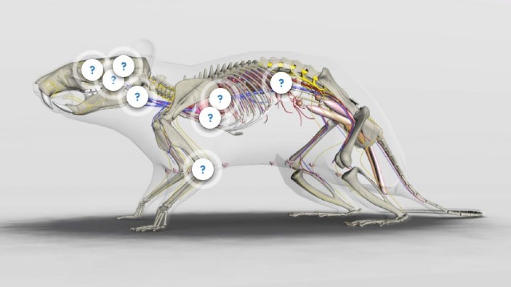 A diagram of a rat showing the skeleton and nervous system, with question marks indicating where trainees can click for more information.