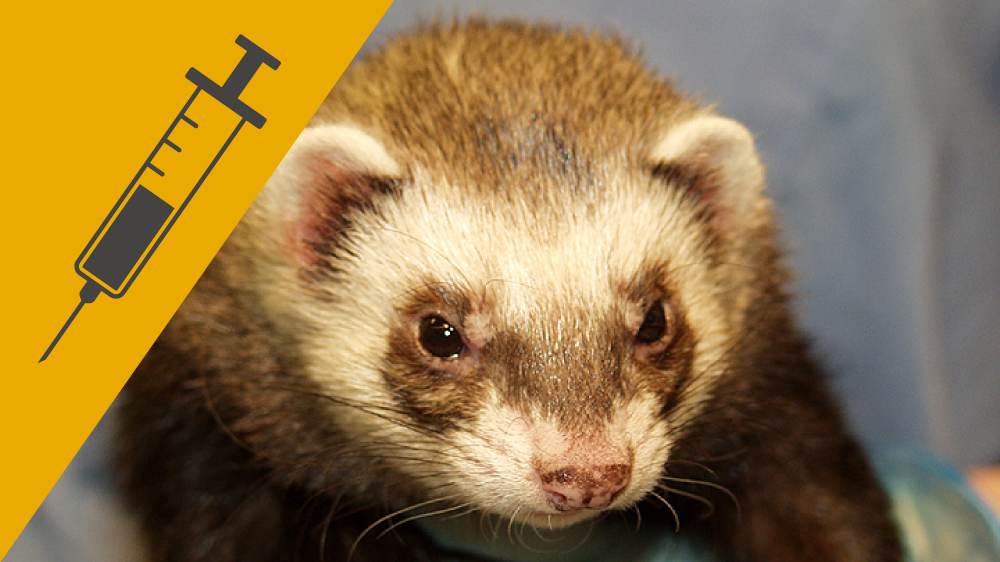 Close up of a brown and white ferret's face, with an icon of a needle and syringe on a yellow background in the corner of the image.