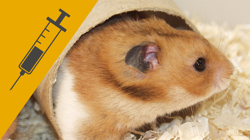 Close up of a golden hamster in a cardboard tube in its home cage, with an icon of a needle and syringe on a yellow background in the corner of the image.