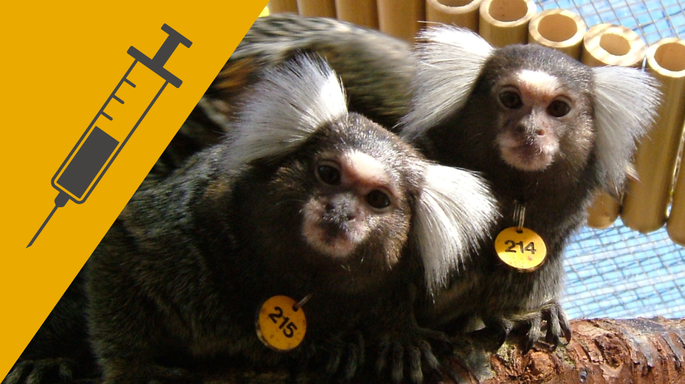 Two marmosets in an outdoor enclosure, with an icon of a needle and syringe on a yellow background in the corner of the image.