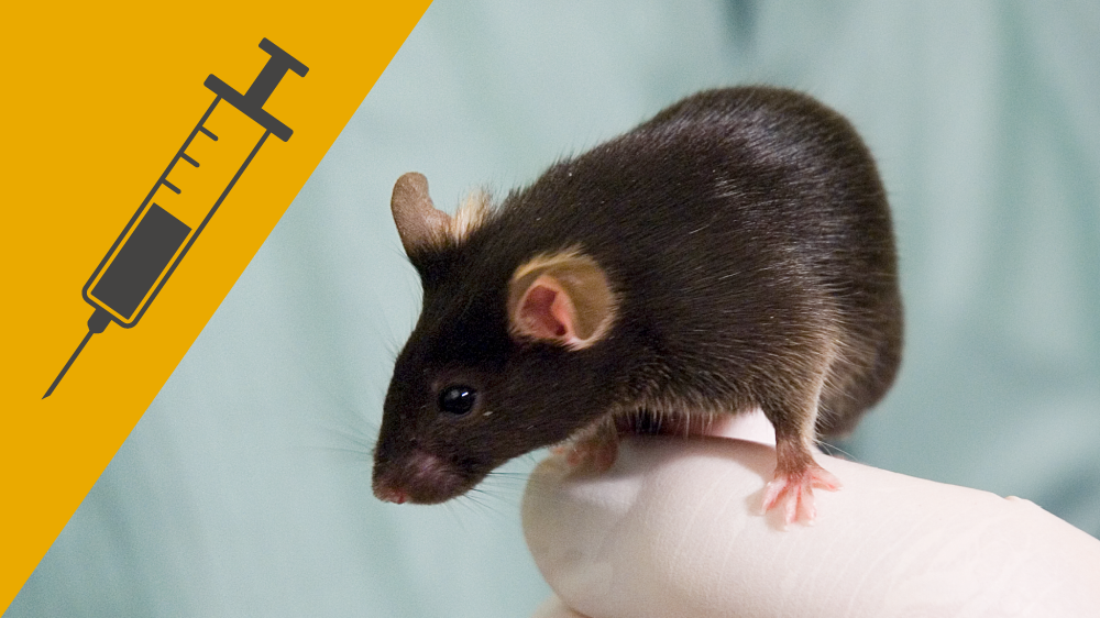 Black mouse standing on a gloved finger, with an icon of a needle and syringe on a yellow background in the corner of the image.