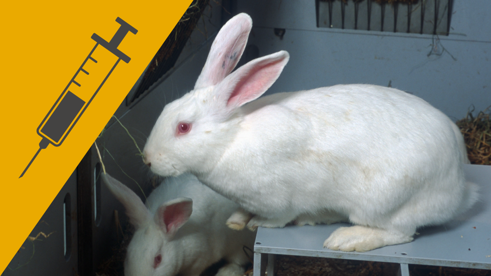 Two white rabbits in an enclosure, one of which is standing on top of a shelter, with an icon of a needle and syringe on a yellow background in the corner of the image.