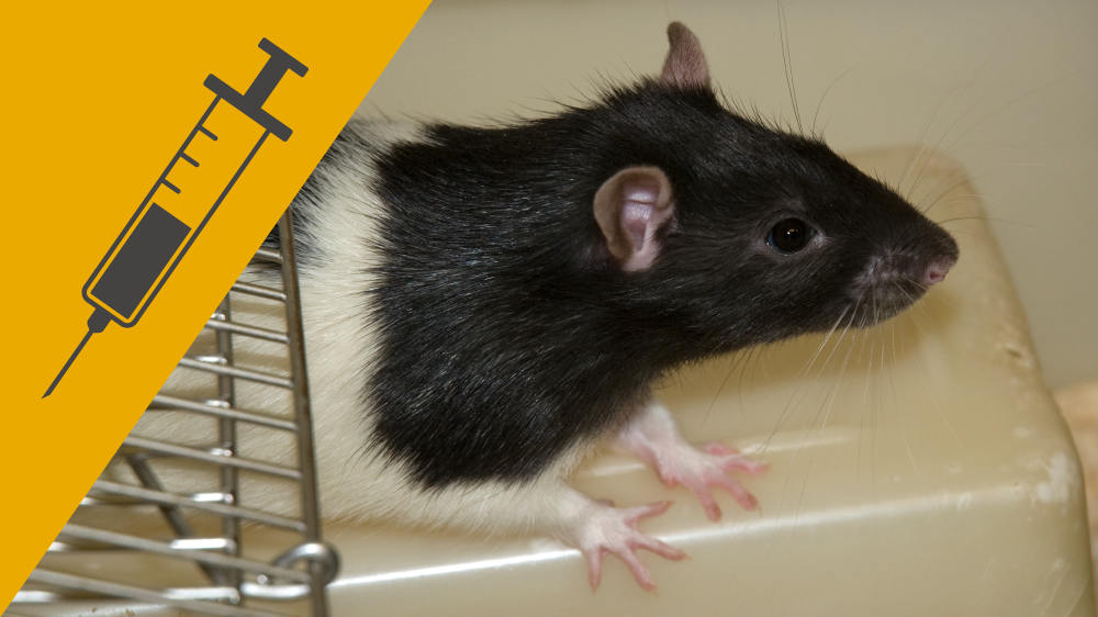 A brown and white rat in a cage, with an icon of a needle and syringe on a yellow background in the corner of the image.