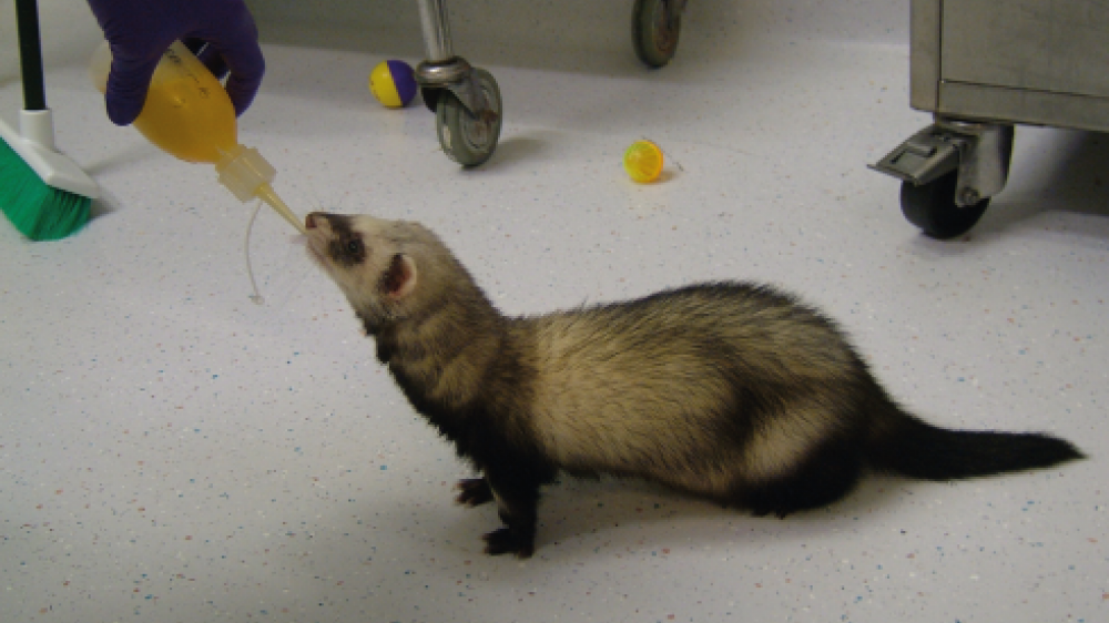 A laboratory ferret drinking from a bottle held by a technician