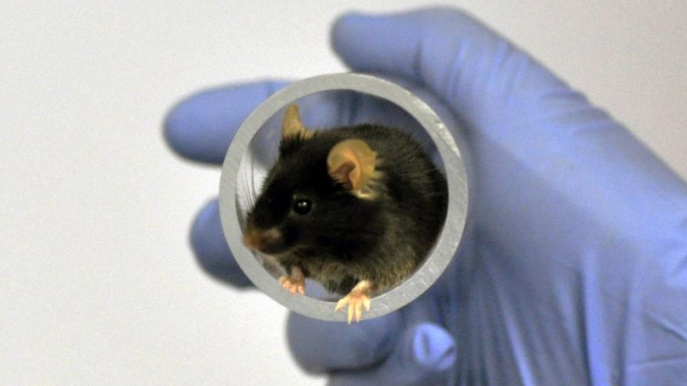 A black mouse in a clear plastic tube held by a gloved hand