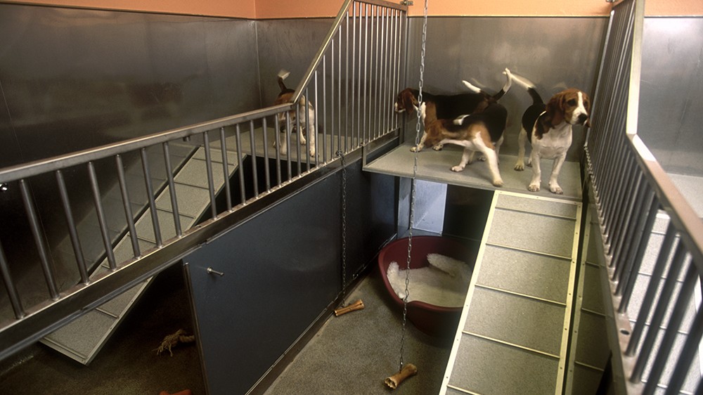 Two dogs in an animal facility, standing on a platform with a ramp