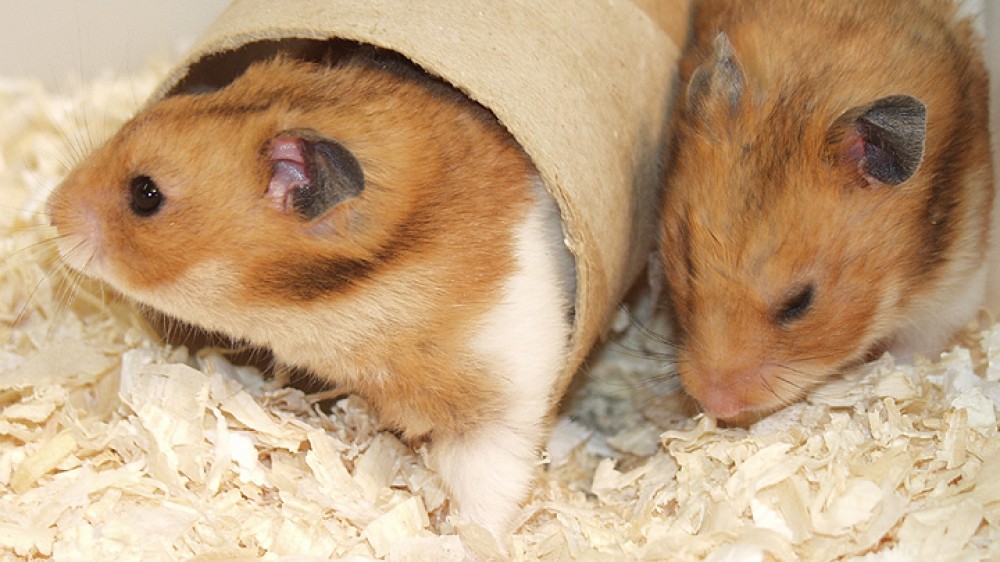 Two hamsters in a cage. The floor is covered in sawdust. One hamster is towards the right hand side, the other is in the middle, emerging from a cardboard tube (enrichment). Both hamsters are red and light brown in colour.
