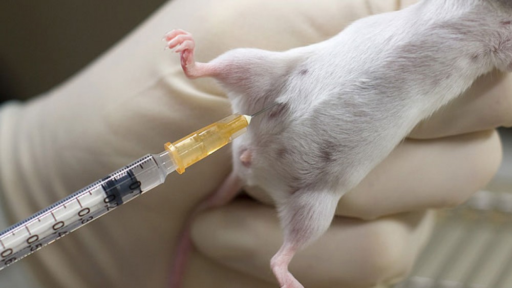 A rat being injected with a hypodermic needle