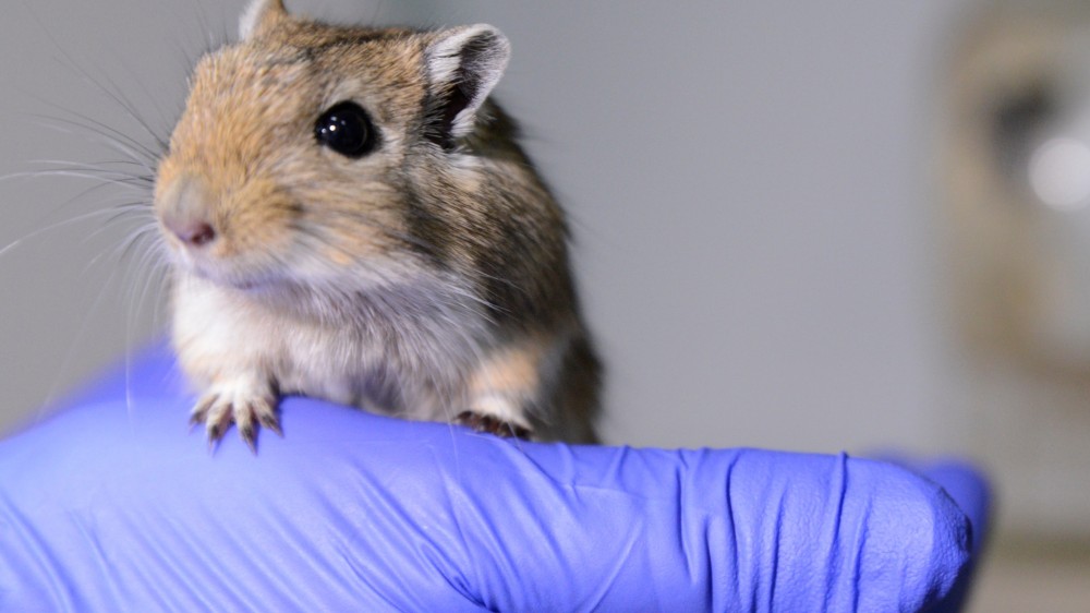 Gerbil is held by a laboratory technician in a gloved hand. 