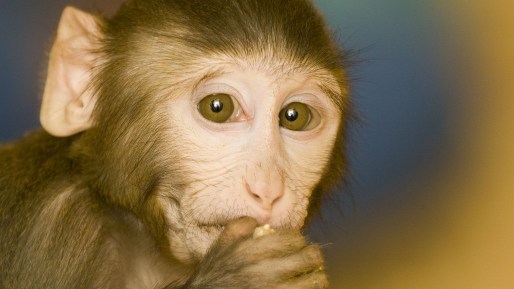 A macaque eating