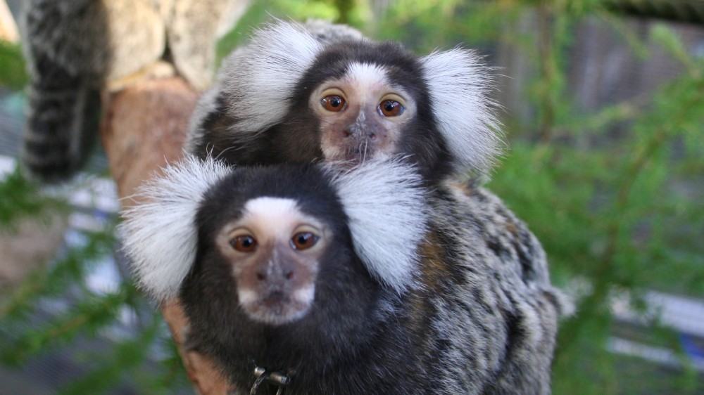 Two marmosets in an outdoor enclosure