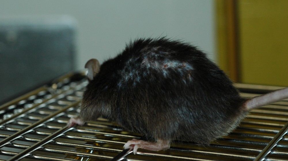 A mouse with wounds on its back, the result of mouse aggression.