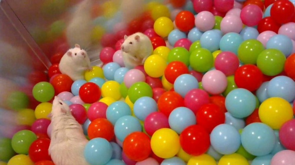 Rats in a playpen filled with plastic balls