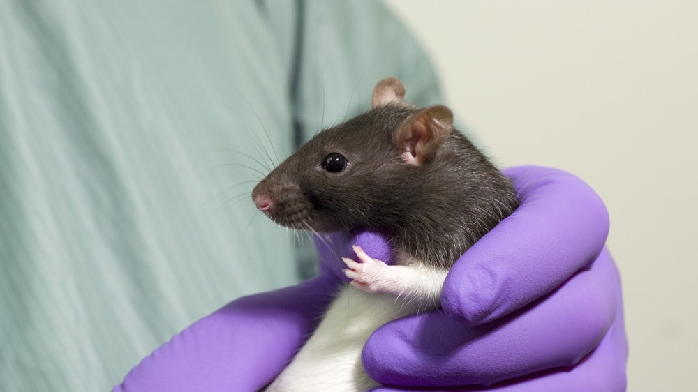 A lister hooded rat (black head white body) being held by a technician. The technician wears a green gown and purple gloves.