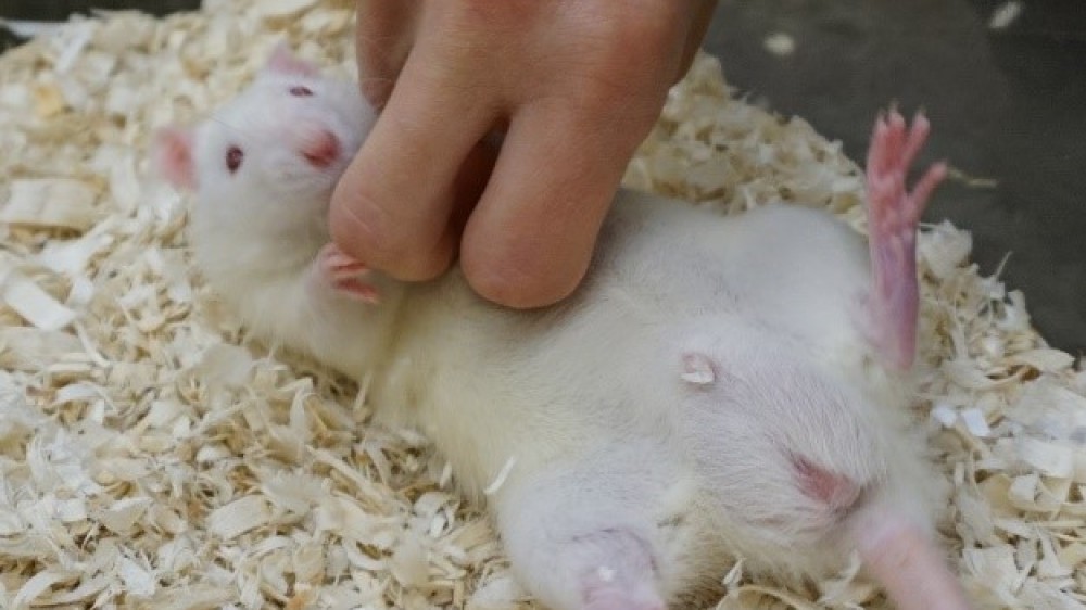 A white rat being tickled by an ungloved hand. The rat is lying on its back on sawdust within its cage.