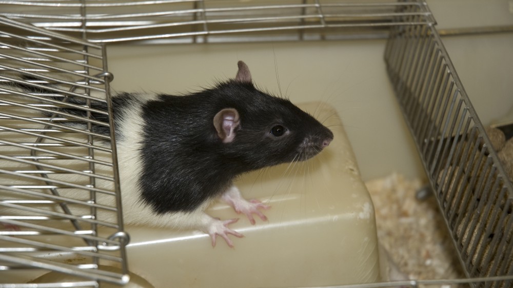 A lister hooded rat (black head white body) seen in a standard rat housing cage. The rat is standing on a plastic box and is looking out of the open cage lid.