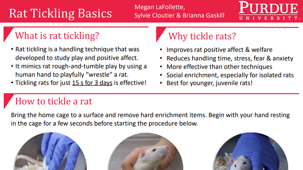 Front cover of the "Rat Tickling Basics" flyer